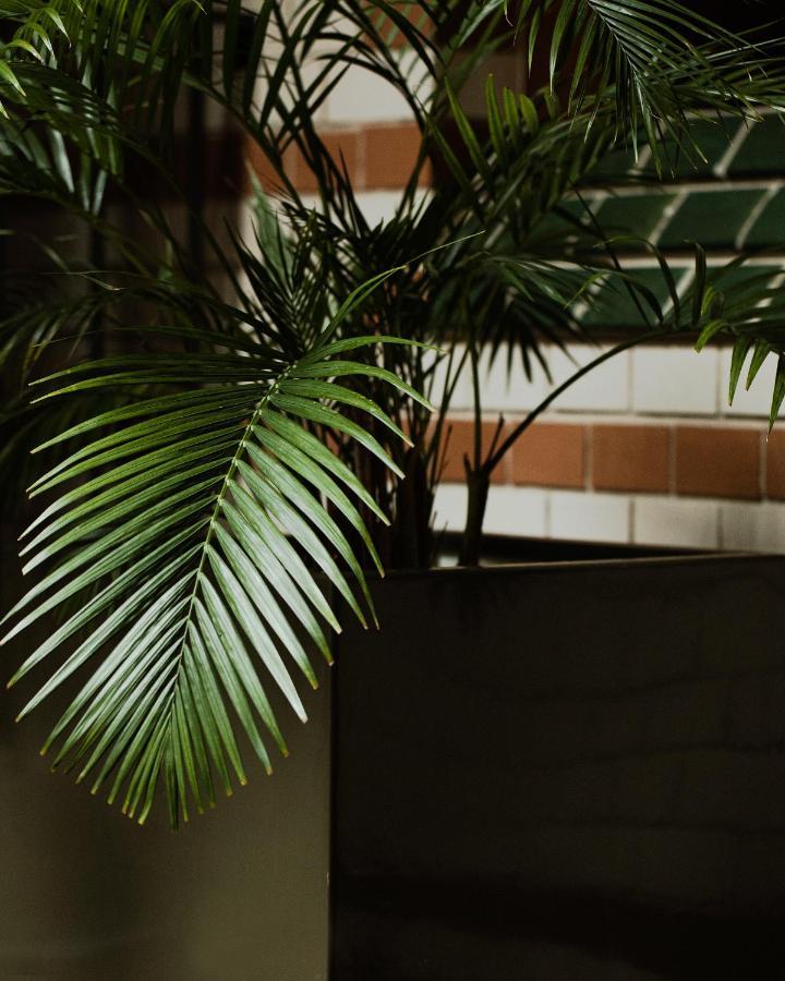 Hotel Monopol Wroclaw Luaran gambar Chamaedorea elegans